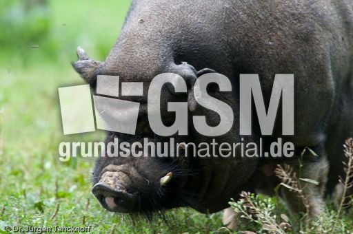 Hängebauchschwein (32 von 37).jpg